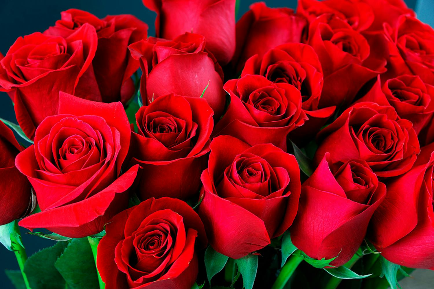 Punaisten ruusujen merkitys Iso kimppu punaisia ruusuja